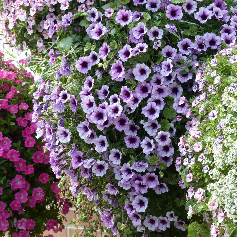 Petunia Supertunia Bordeaux (Hafen)