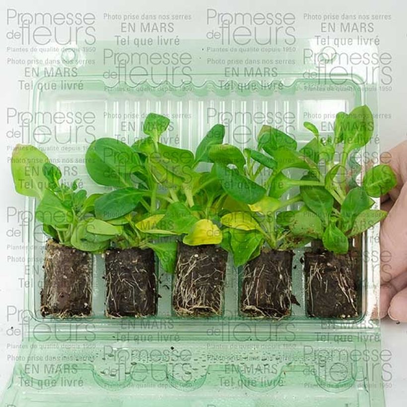 Beispiel eines Exemplars von Petunia surfinia Conchita Doble Lavender Mini-Plug Ø 3/4 cm wie geliefert