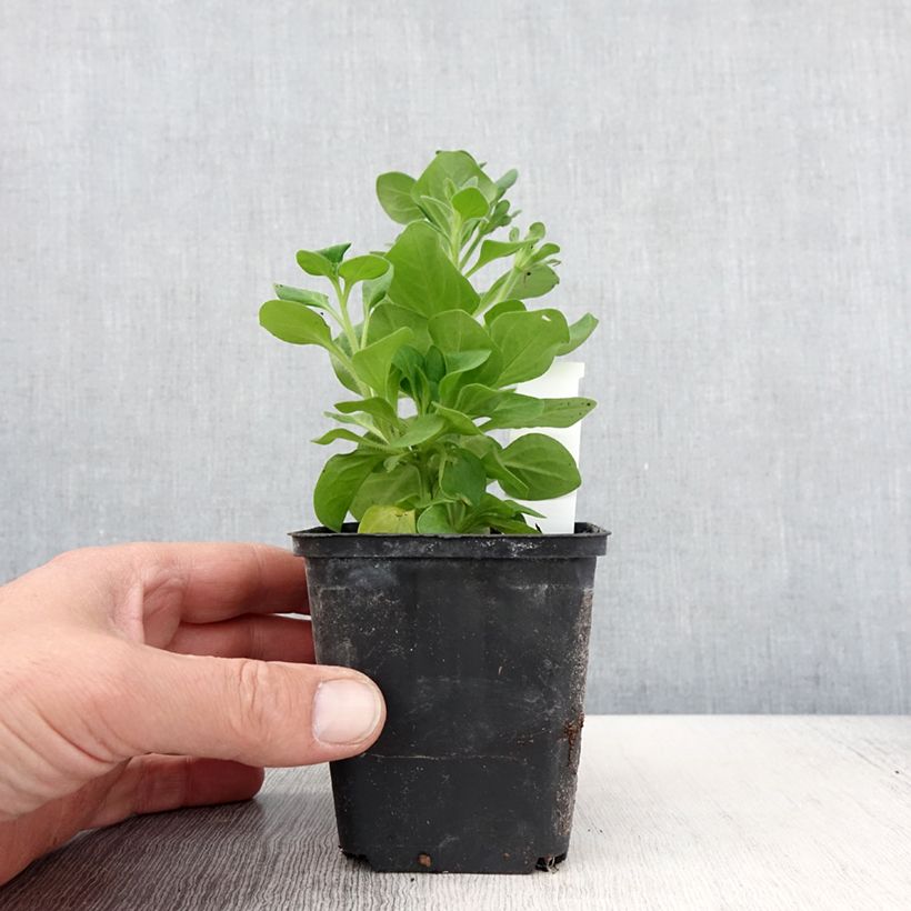 Exemplar von Petunia surfinia Tumbelina Diana Kleine Töpfe von 8/9 cm wie im Frühjahr geliefert