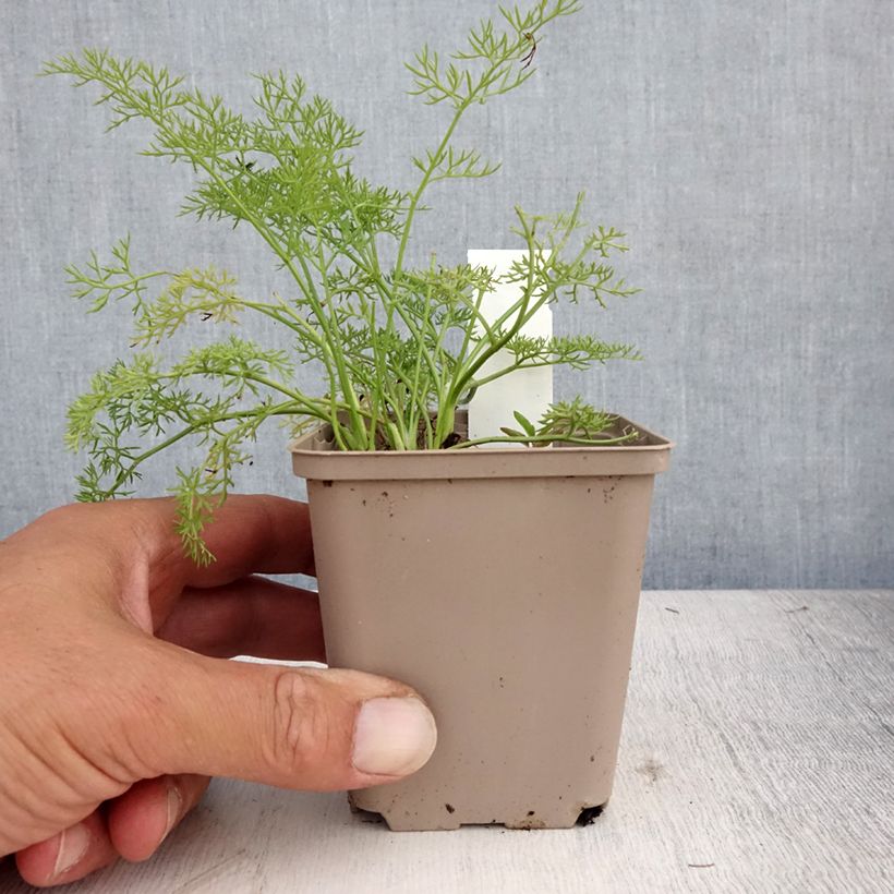 Exemplar von Raibl-Haarstrang - Peucedanum rablense Kleine Töpfe von 8/9 cm wie im Sommer geliefert