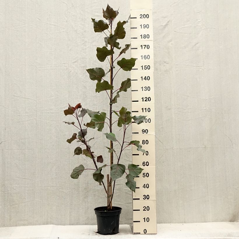 Exemplar von Virginische Pappel Fuego - Populus deltoides Topf mit 7,5L/10LGelieferte Höhe ca. 120/140cm wie im Sommer geliefert