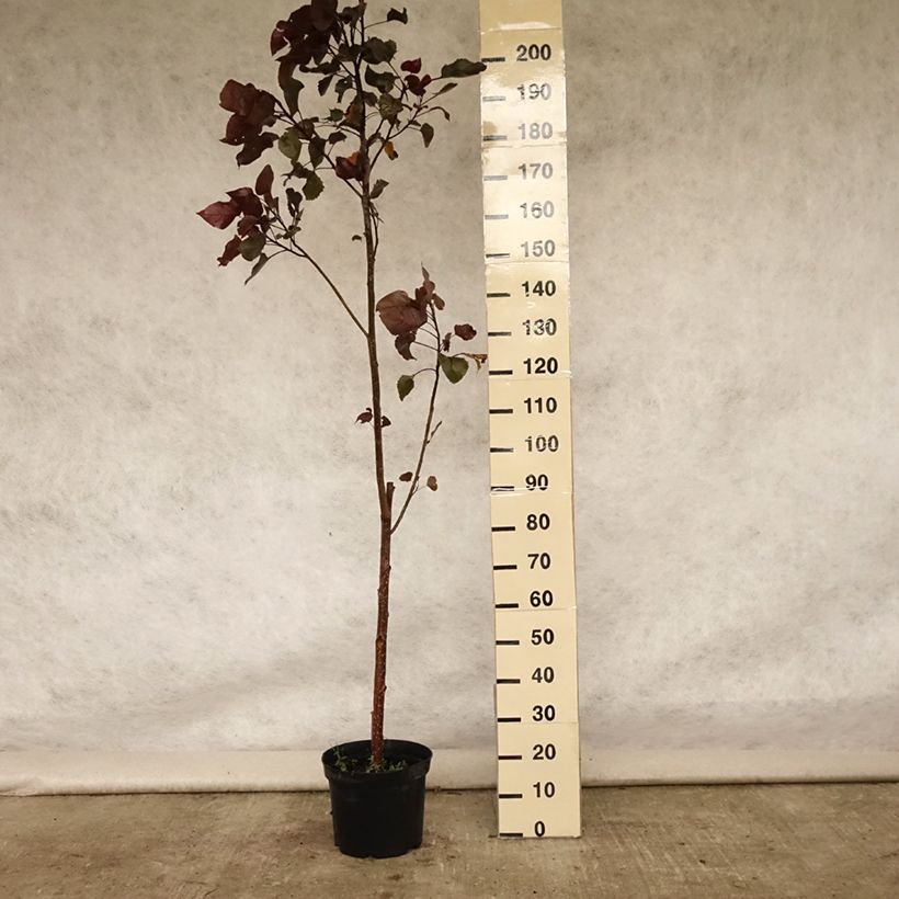 Exemplar von Virginische Pappel Purple Tower - Populus deltoides Topf mit 7,5L/10L wie im Sommer geliefert