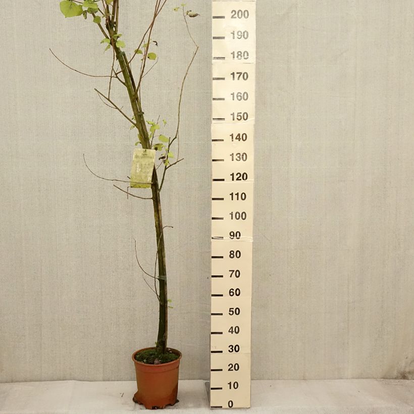 Exemplar von Bastard-Schwarz-Pappel Robusta - Populus euramericana Topf mit 7,5L/10L wie im Herbst geliefert
