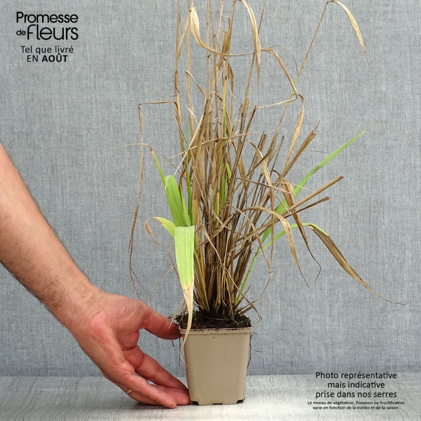 Exemplar von Phaenosperma globosa - Wasserfallhirse Kleine Töpfe von 8/9 cm wie im Sommer geliefert