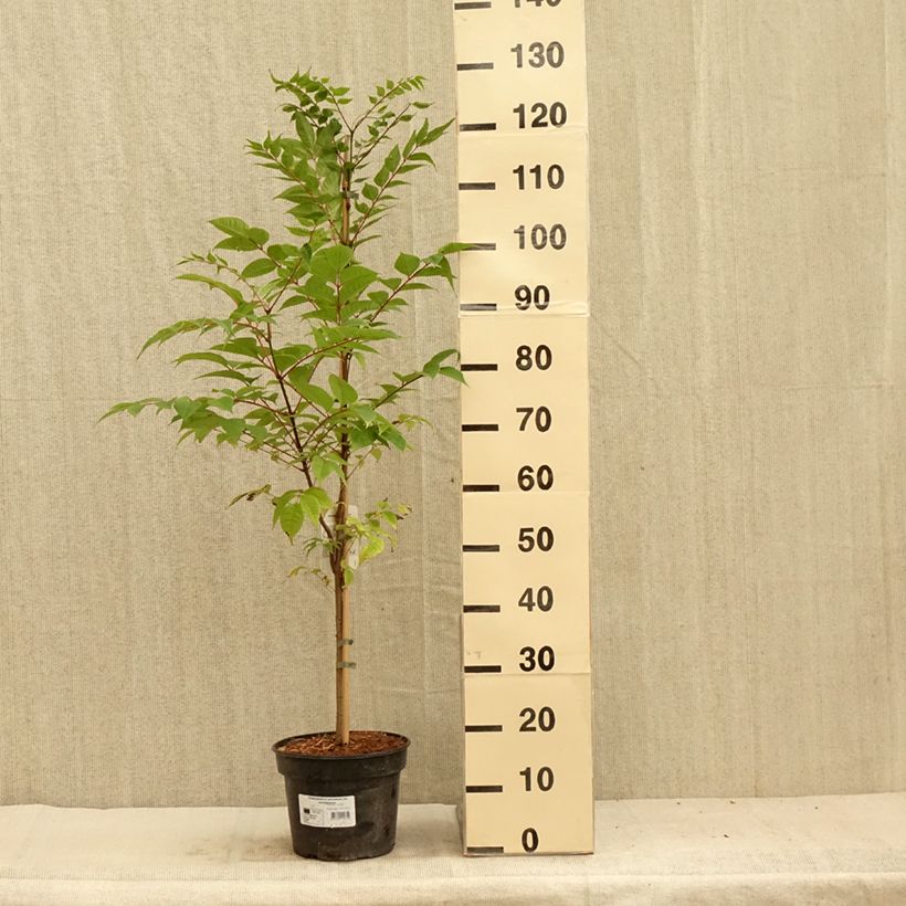 Exemplar von Phellodendron amurense - Amur-Korkbaum Topf mit 4L/5LGelieferte Höhe ca. 150/180cm wie im Sommer geliefert