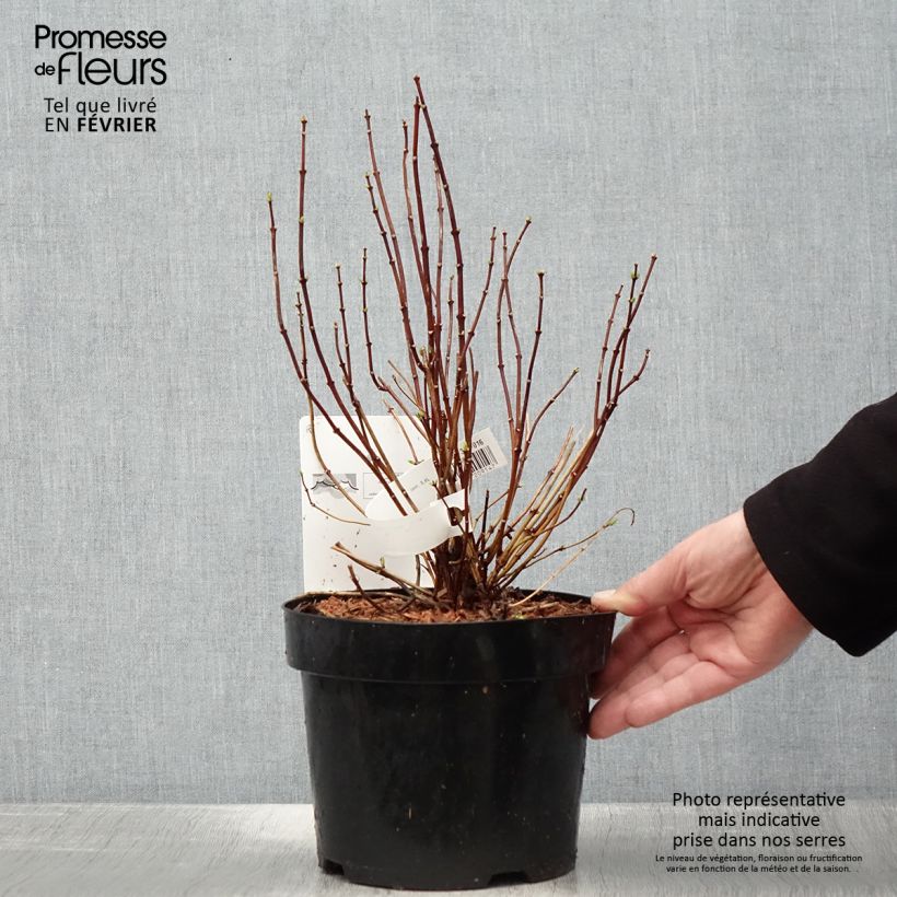 Exemplar von Europäischer Pfeifenstrauch - Philadelphus coronarius Topf mit 2L/3L wie im Winter geliefert