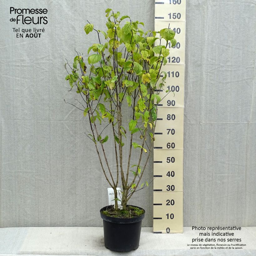 Exemplar von Europäischer Pfeifenstrauch - Philadelphus coronarius Topf mit 6L/7L wie im Sommer geliefert
