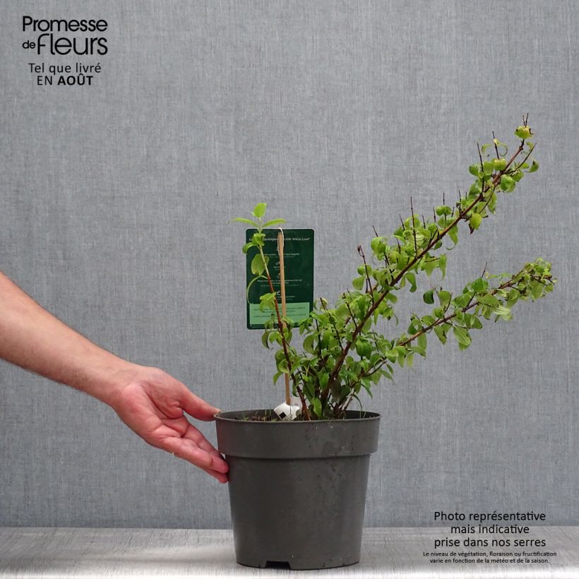 Exemplar von Pfeifenstrauch Little White Love - Philadelphus Topf mit 2L/3L wie im Sommer geliefert
