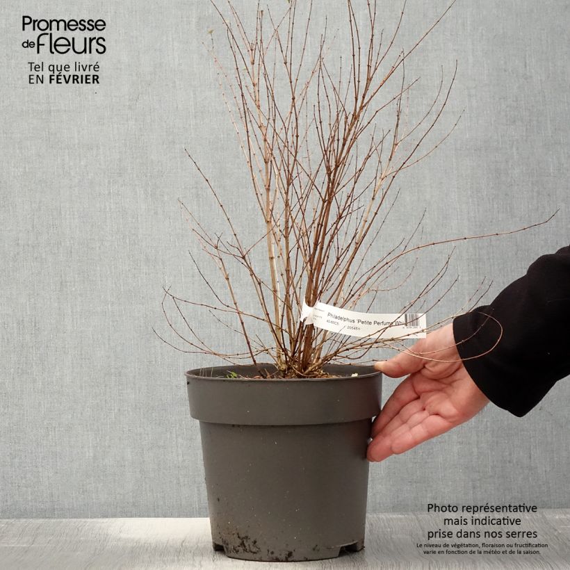 Exemplar von Pfeifenstrauch Petite Perfume White - Philadelphus Topf mit 3L/4L wie im Winter geliefert