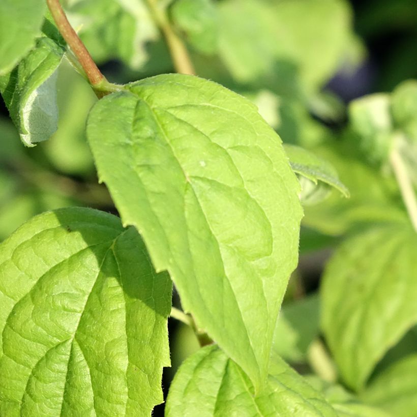 Pfeifenstrauch Virginal - Philadelphus (Laub)