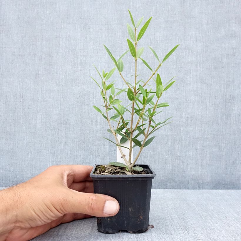 Exemplar von Phillyrea angustifolia Green Up Kleine Töpfe von 8/9 cm wie im Sommer geliefert