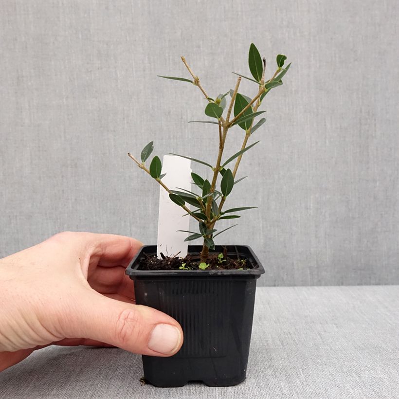 Exemplar von Phillyrea angustifolia GreenQuick Kleine Töpfe von 8/9 cm wie im Winter geliefert