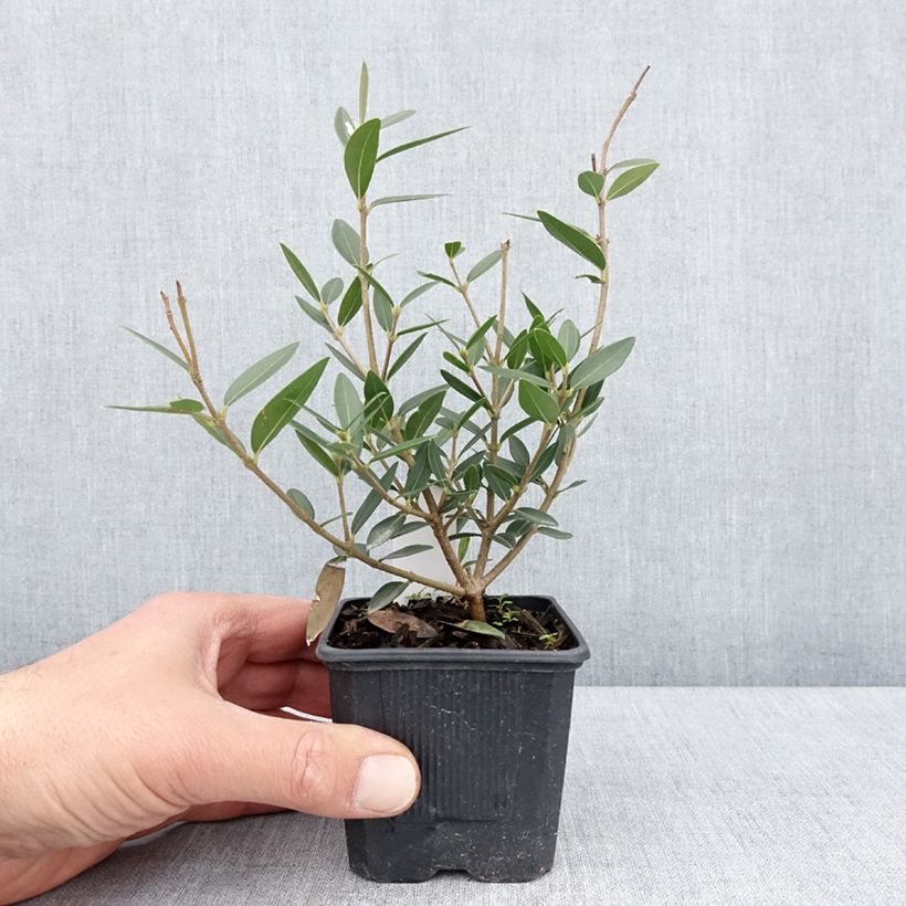 Exemplar von Phillyrea angustifolia GreenQuick - Filaire à feuilles étroites - Godet de 8/9 cm wie im Frühjahr geliefert