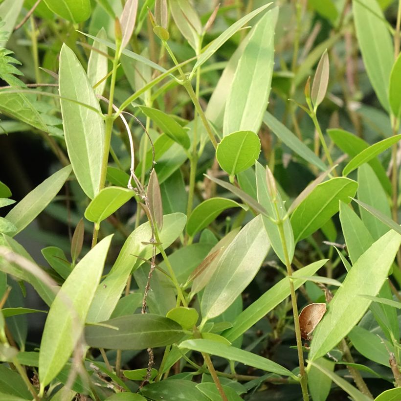 Phillyrea Rosmarinifolia (Laub)