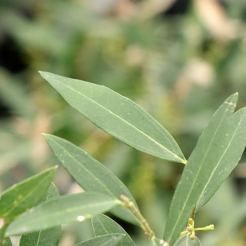 Phillyrea Rosmarinifolia (Laub)