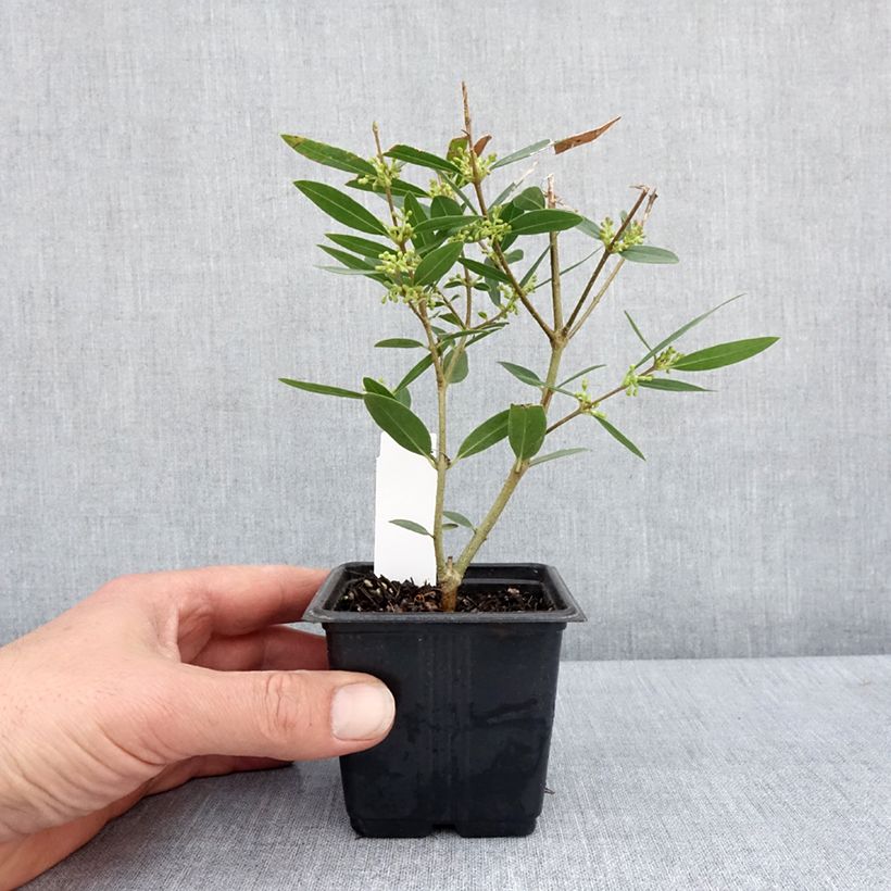 Exemplar von Phillyrea Rosmarinifolia Kleine Töpfe von 8/9 cm wie im Frühjahr geliefert