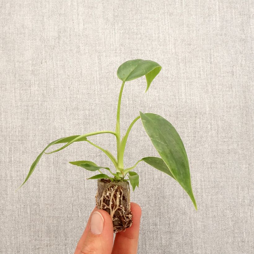 Exemplar von Philodendron 69686 - Mini-motte Ø 3/4 cm wie im Frühjahr geliefert
