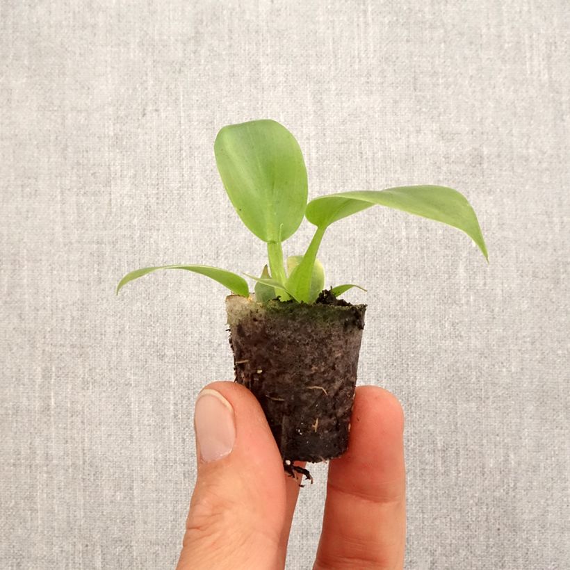 Exemplar von Philodendron applanatum - Mini-motte Ø 3/4 cm wie im Frühjahr geliefert