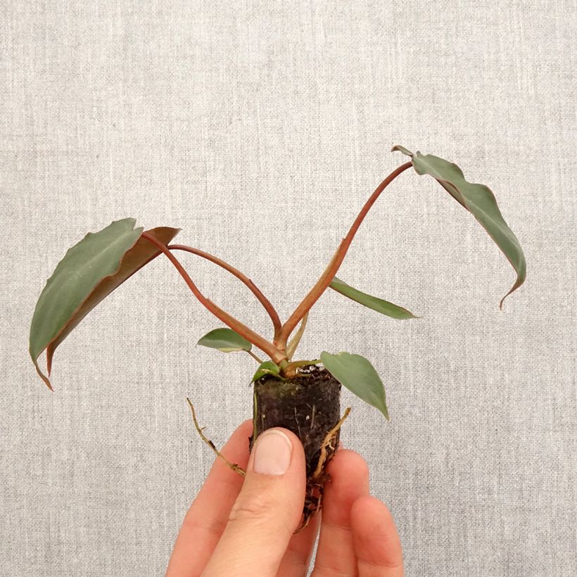 Exemplar von Philodendron billietiae x atabapoense - Mini-motte Ø 3/4 cm wie im Frühjahr geliefert