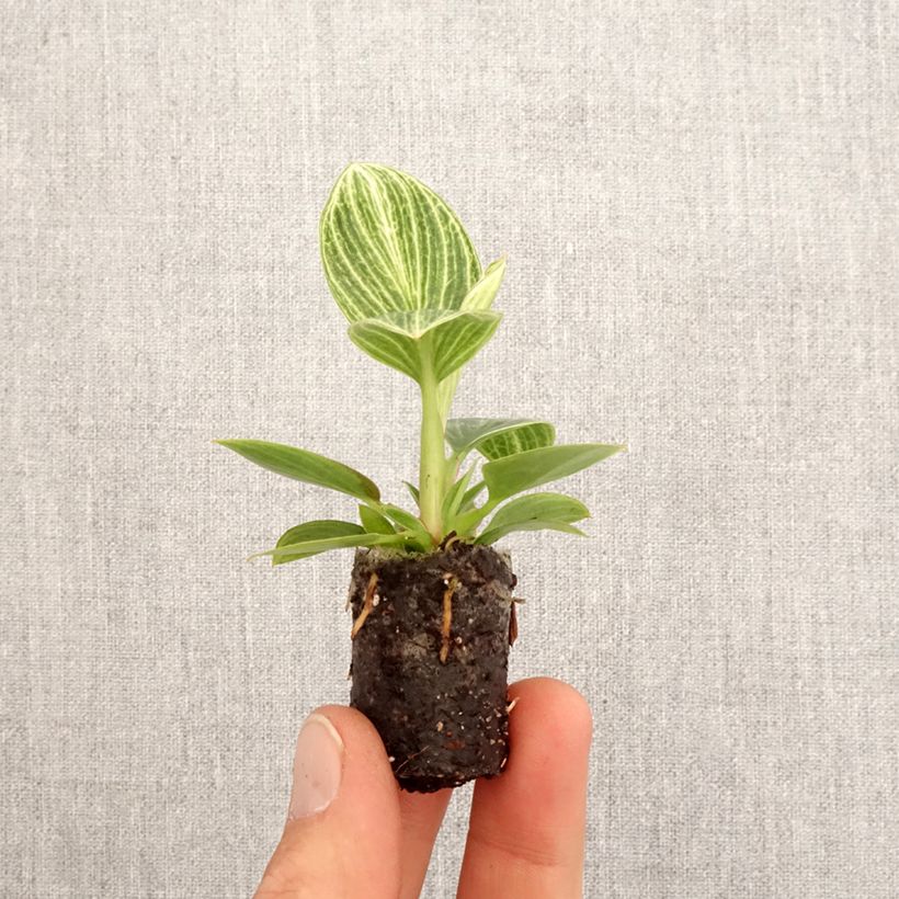 Exemplar von Philodendron Birkin Ribbon Mini-plante wie im Frühjahr geliefert