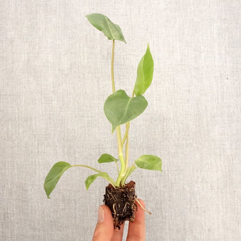 Exemplar von Philodendron burle-marxii - Mini-motte Ø 3/4 cm wie im Frühjahr geliefert