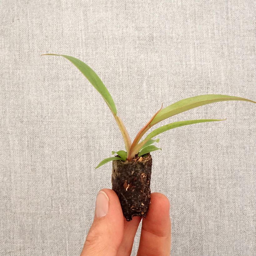Exemplar von Philodendron Caramel Pluto Mini-plante wie im Frühjahr geliefert
