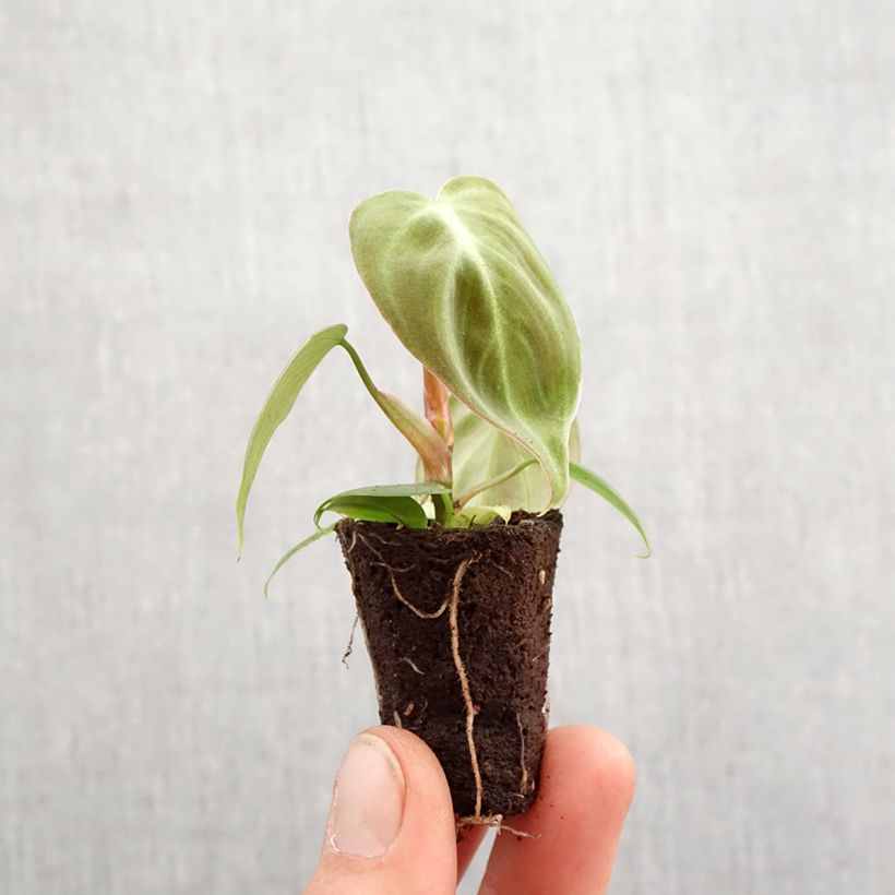 Exemplar von Philodendron El Choco Red - Motte 5 cm x 7 cm wie im Frühjahr geliefert