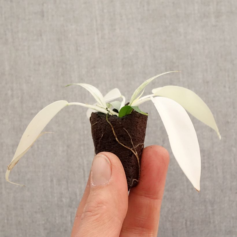 Exemplar von Philodendron Florida Ghost - Mini-motte Ø 3/4 cm wie im Frühjahr geliefert