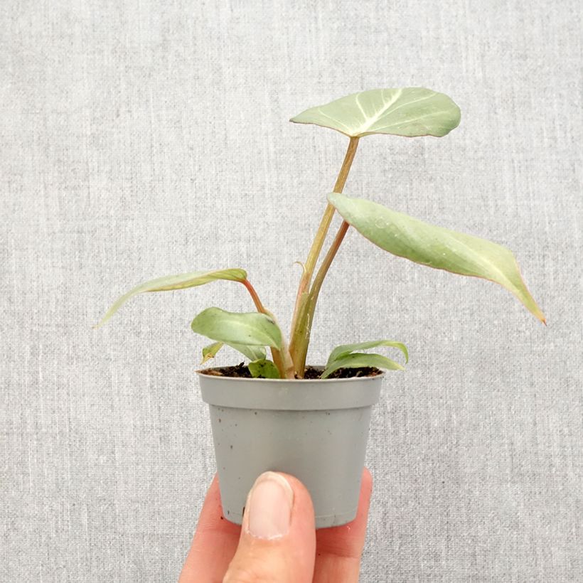 Exemplar von Philodendron gloriosum Mini-plante wie im Frühjahr geliefert