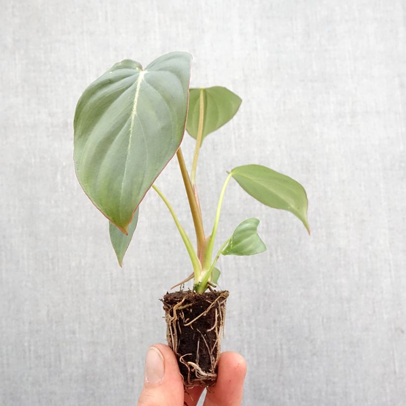 Exemplar von Philodendron gloriosum - Mini-motte Ø 3/4 cm wie im Frühjahr geliefert