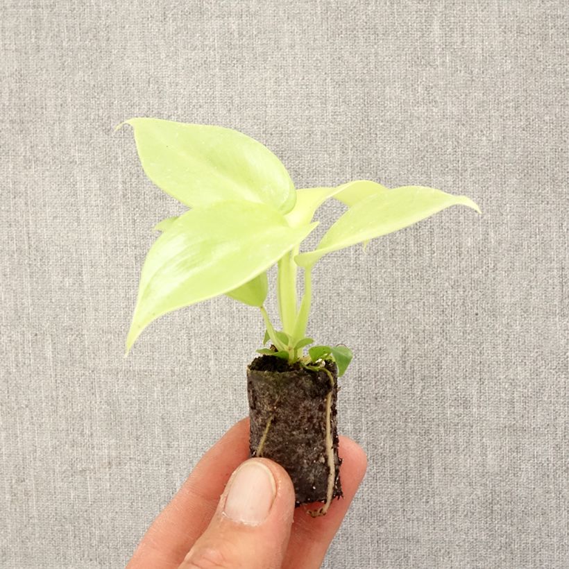 Exemplar von Philodendron Golden Violin Mini-plante wie im Frühjahr geliefert