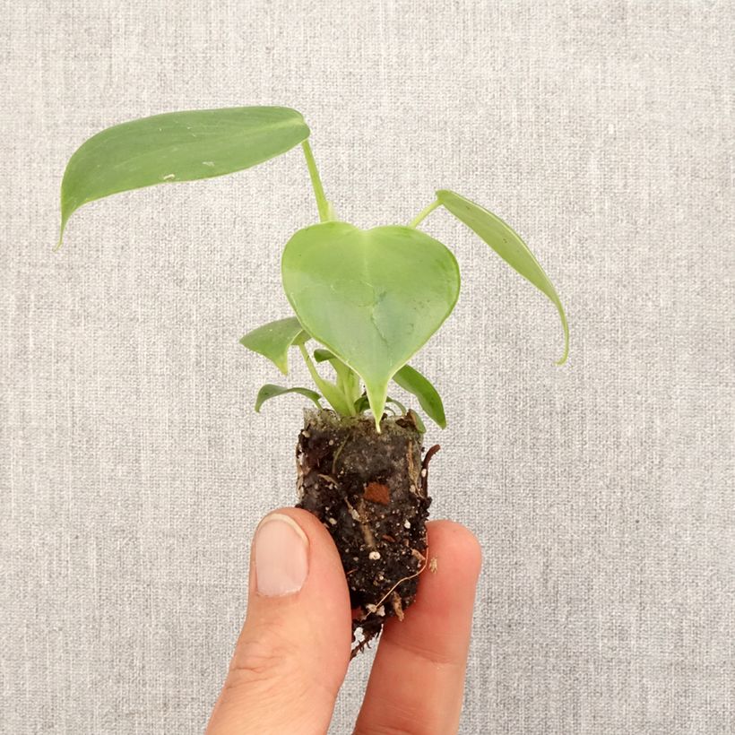 Exemplar von Philodendron grazielae - Mini-motte Ø 3/4 cm wie im Frühjahr geliefert