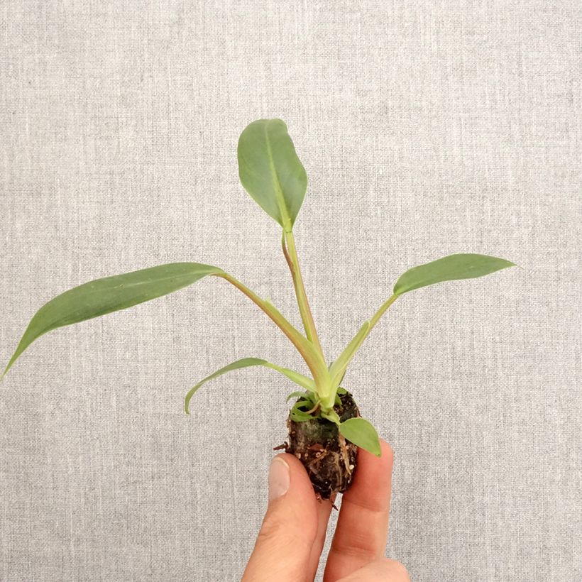 Exemplar von Philodendron holtonianum Trilobe Mini-motte Ø 3/4 cm wie im Frühjahr geliefert