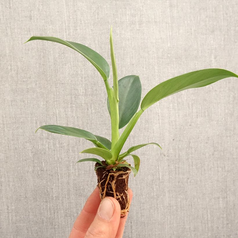 Exemplar von Philodendron Imperial Green - Mini-motte Ø 3/4 cm wie im Frühjahr geliefert