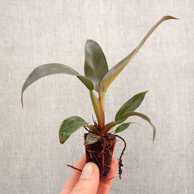 Exemplar von Philodendron Imperial Red - Mini-motte Ø 3/4 cm wie im Frühjahr geliefert