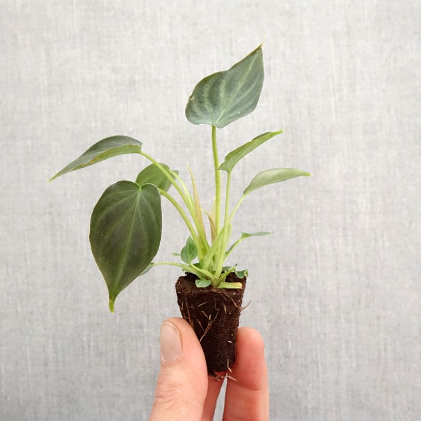 Exemplar von Philodendron Incensi - Mini-motte Ø 3/4 cm wie im Frühjahr geliefert