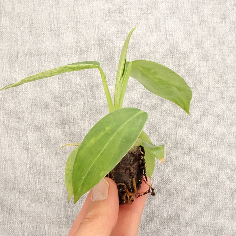 Exemplar von Philodendron Jose Buono - Mini-motte Ø 3/4 cm wie im Frühjahr geliefert