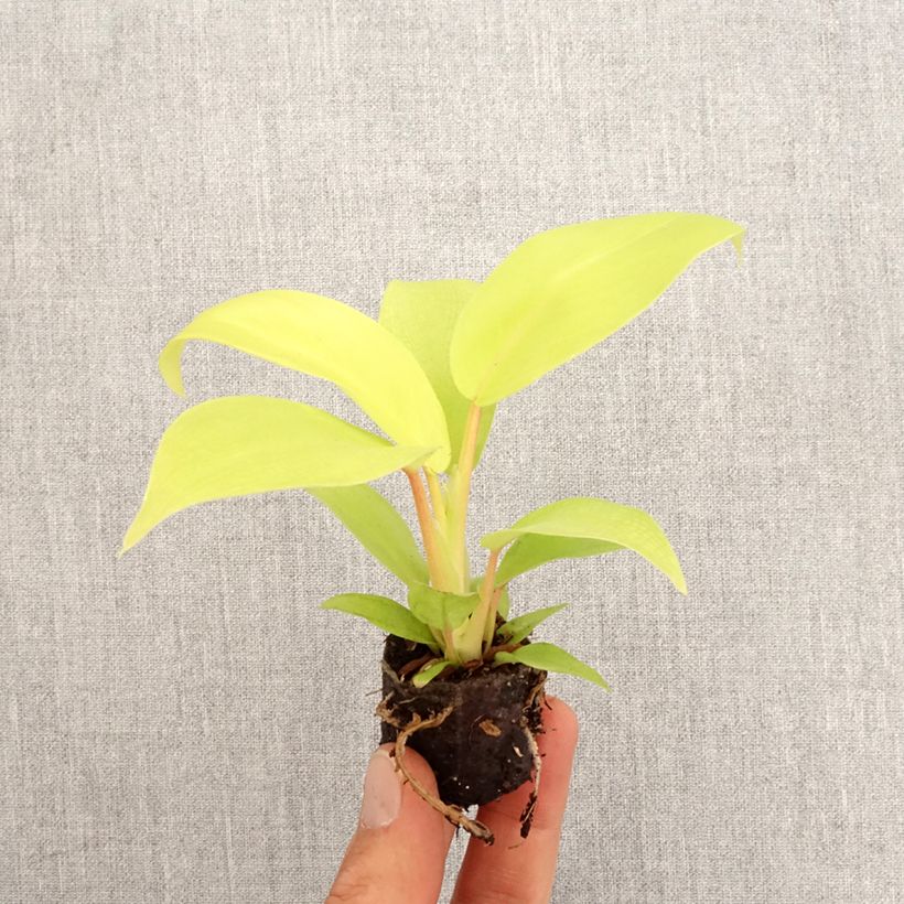 Exemplar von Philodendron Malay Gold - Mini-motte Ø 3/4 cm wie im Frühjahr geliefert