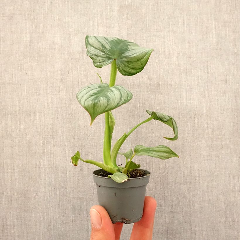 Exemplar von Philodendron McDowell Mini-plante wie im Frühjahr geliefert