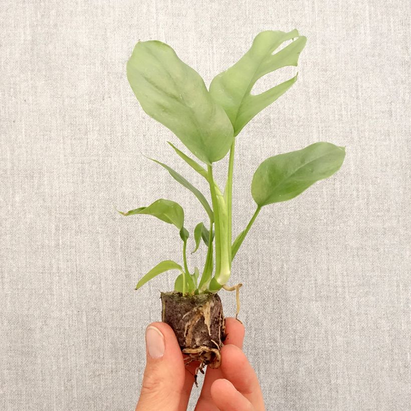Exemplar von Philodendron Minima - Monstera minima Mini-plante wie im Frühjahr geliefert