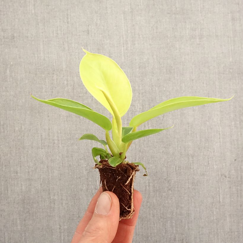 Exemplar von Philodendron Moonlight - Mini-motte Ø 3/4 cm wie im Frühjahr geliefert