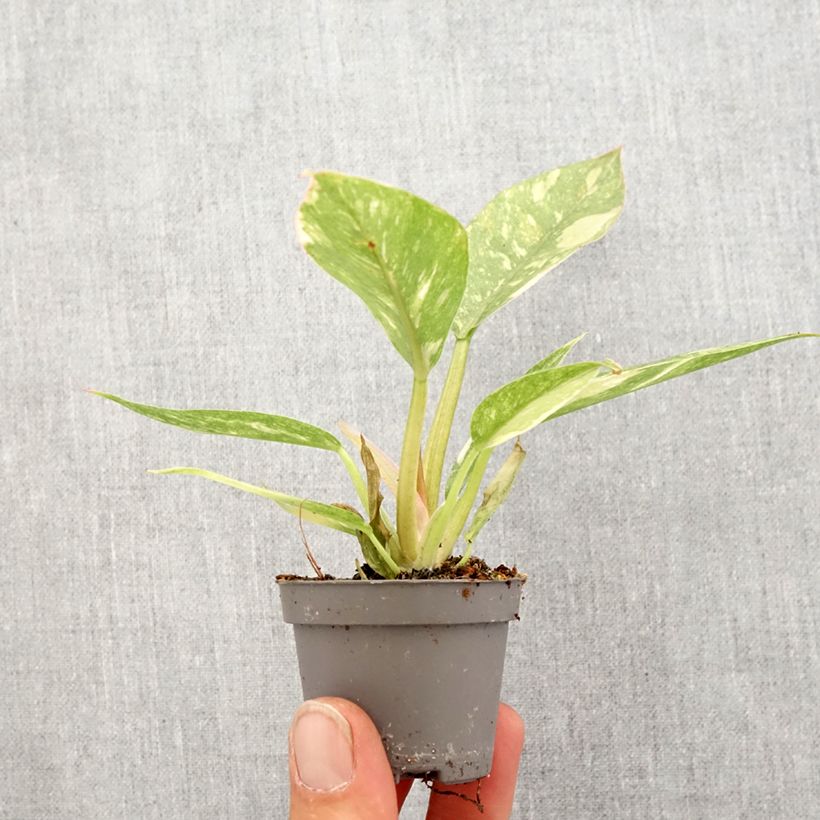Exemplar von Philodendron Narrow Ring of Fire Mini-plante wie im Frühjahr geliefert