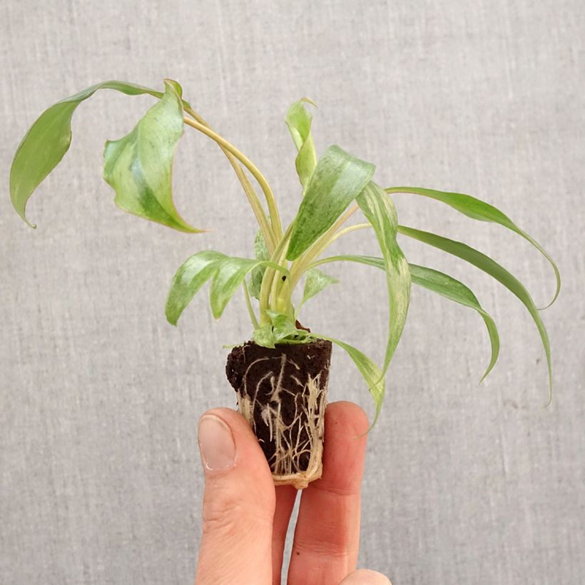 Exemplar von Philodendron Paraiso Verde - Mini-motte Ø 3/4 cm wie im Frühjahr geliefert