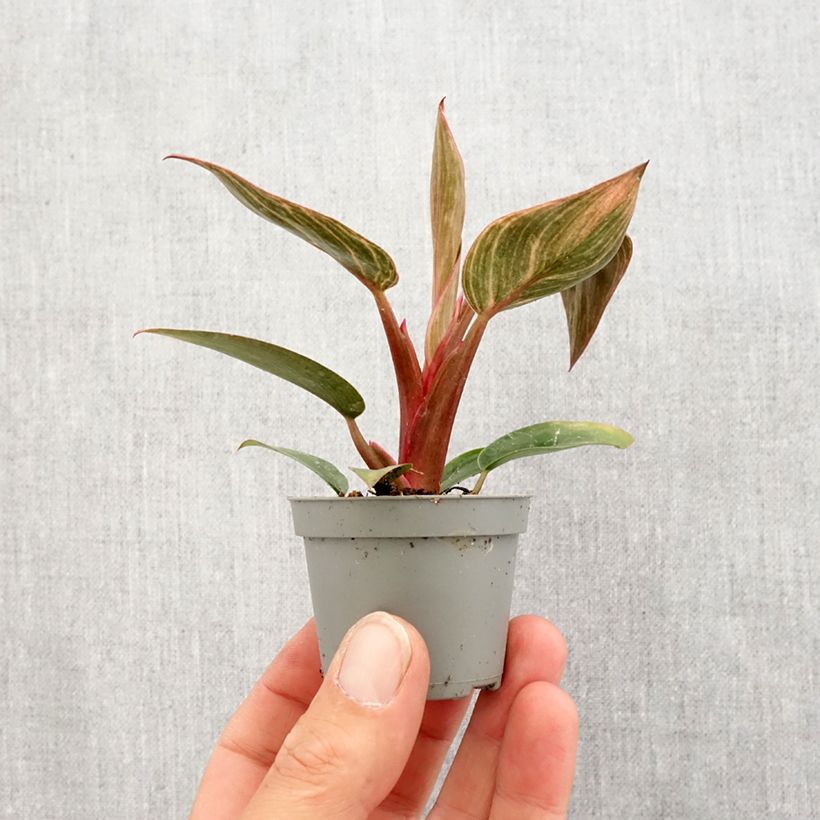 Exemplar von Philodendron Pink Bikini Mini-plante wie im Frühjahr geliefert