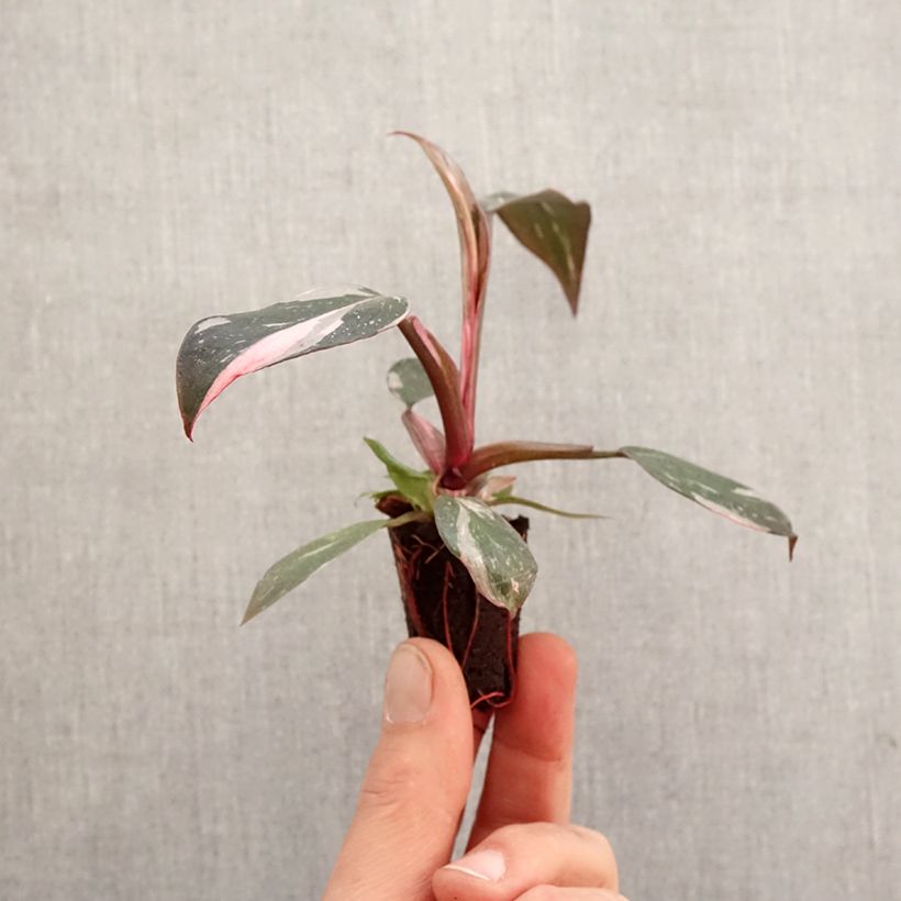 Exemplar von Philodendron Pink Princess - Mini-motte Ø 3/4 cm wie im Frühjahr geliefert