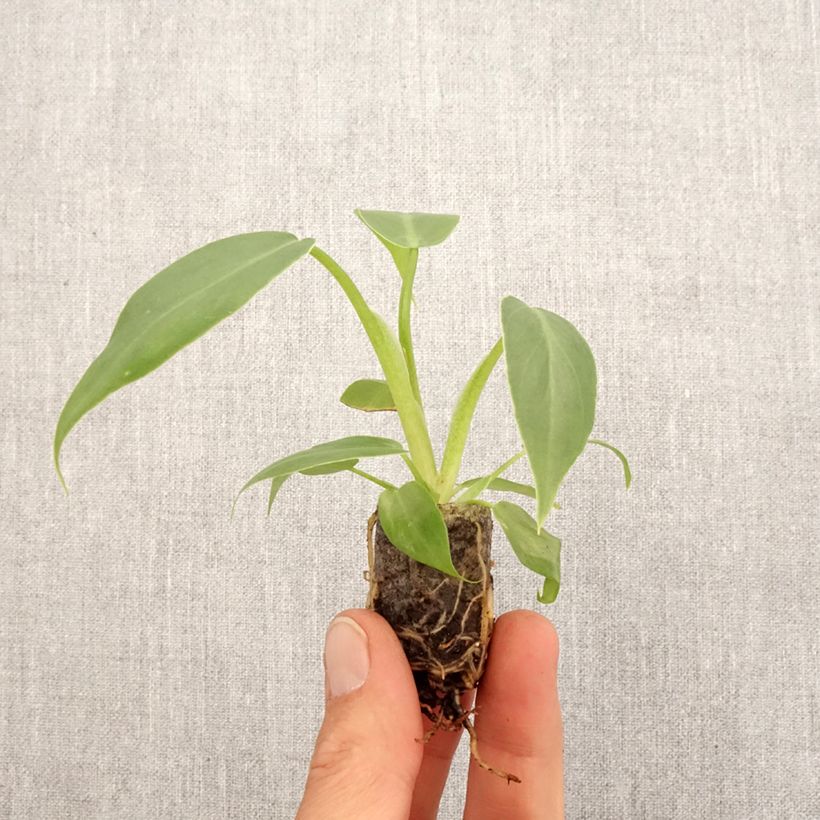 Exemplar von Philodendron radiatum - Mini-motte Ø 3/4 cm wie im Frühjahr geliefert