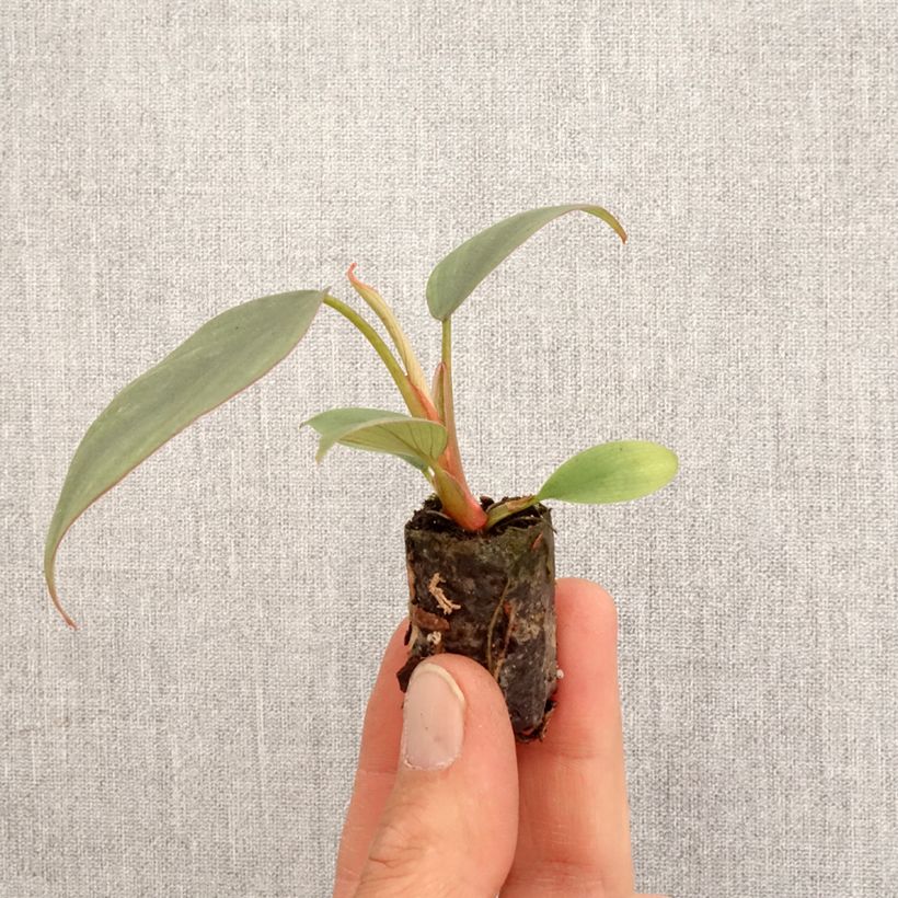Exemplar von Philodendron Red Heart - Mini-motte Ø 3/4 cm wie im Frühjahr geliefert