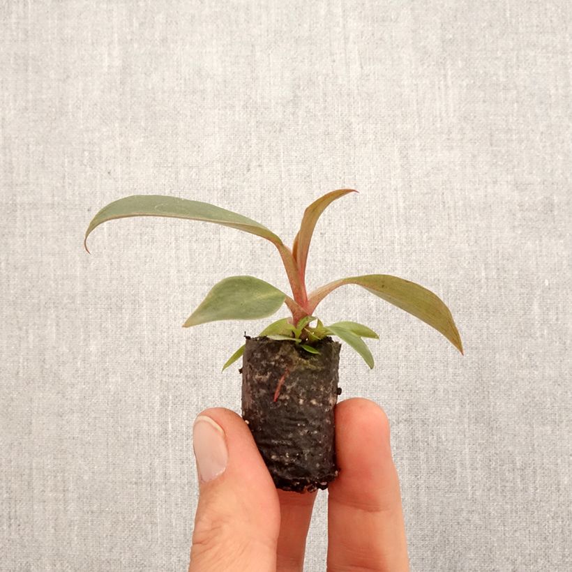 Exemplar von Philodendron Royal Queen - Motte 5 cm x 7 cm wie im Frühjahr geliefert