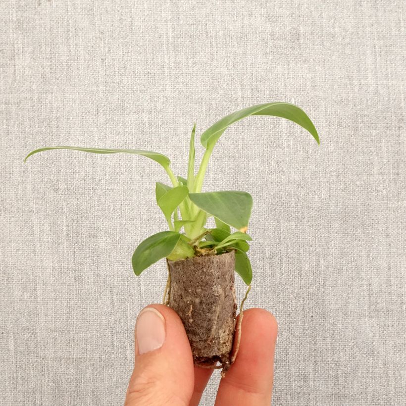 Exemplar von Philodendron rugosum Aberrant Mini-motte Ø 3/4 cm wie im Frühjahr geliefert