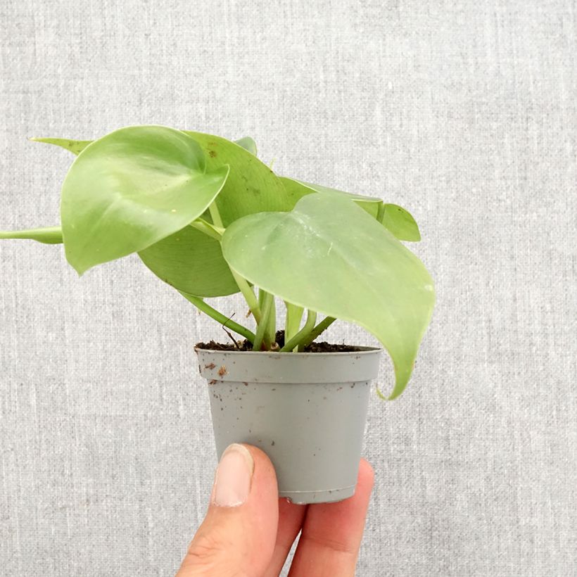 Exemplar von Philodendron scandens - Kletternder Philodendron Mini-plante wie im Frühjahr geliefert